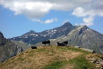 Vaches d'Hérens, les vaches de combat du Valais